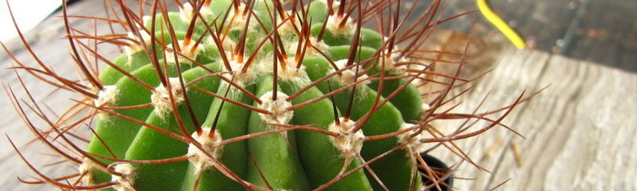 Acanthocalycium Acanthocalycium